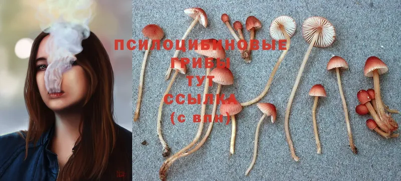 сколько стоит  Уржум  Галлюциногенные грибы Psilocybine cubensis 